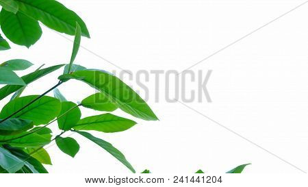Top View A Tropical Tree Leaves With Branches On White Isolated Background For Green Foliage Backdro
