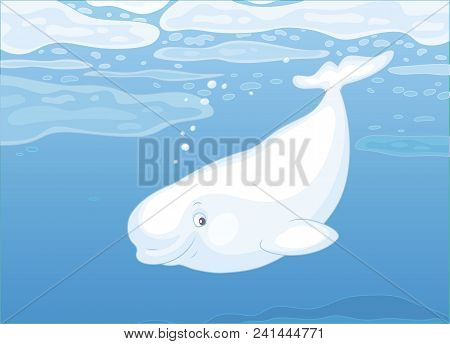 Beluga Whale Swimming Among Drifting Ice Floes In Blue Water Of A Polar Sea, Vector Illustration In 