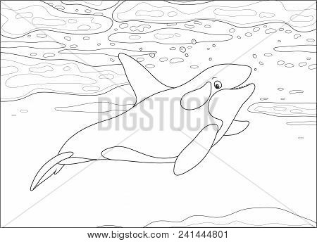 Killer Whale Swimming Among Drifting Ice Floes In A Polar Sea, Black And White Vector Illustration I