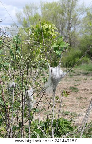 The Eastern Tent Caterpillar (malacosoma Americanum) Is A Species Of Moth In The Family, Moths Are R