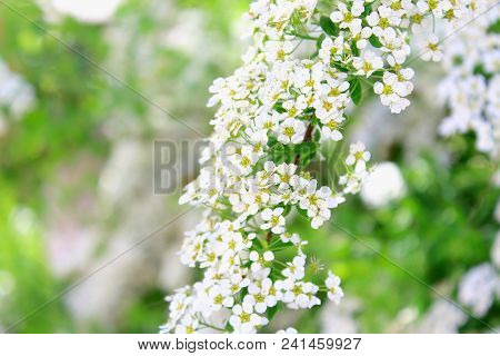 Summer white flowers bloom. Spirea japonica. Meadowsweet. Branch white flowers. White buds. White flowers blurred background. White flowers bloom in summer