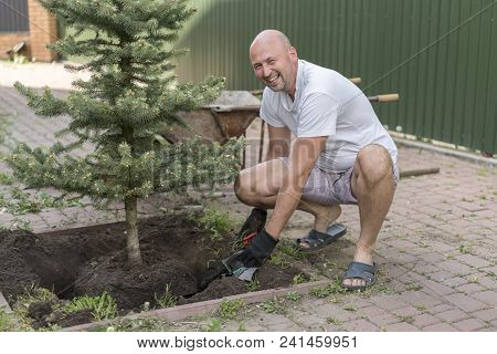 A Man Is Planting A Christmas Tree. Man Planting Small Christmas Tree In Silty Soil Ground With Bare