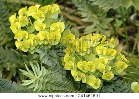 Upright Myrtle Spurge Or Gopher Spurge - Euphorbia Rigida
From The Mediterranean