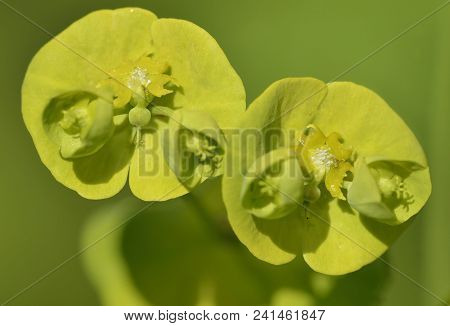 Wood Spurge - Euphorbia Amygdaloides
Closeup Of Flowers