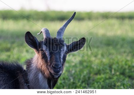 Young White With Black Goat Portrait On Natural Background