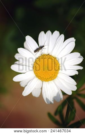 The Close-up And Top View On The White Blossom Of A Daisy With A False Blister Beetle At The Pollen.