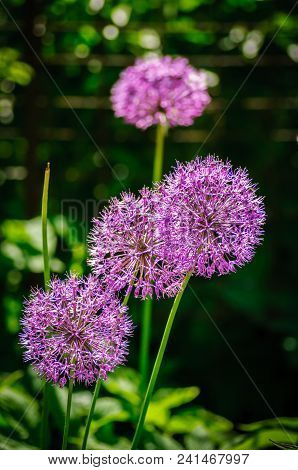Purple Aliums In Sunlight On Natural Background.
