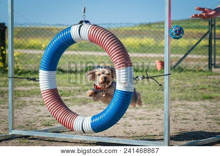Agility Competition With A Company Animal Just Above The Bar Making A Jump