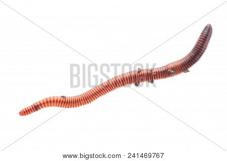Macro Shot Of Red Worm Dendrobena In Manure, Earthworm Live Bait For Fishing Isolated On White Backg