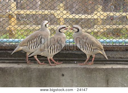 새 Kakelik입니다.