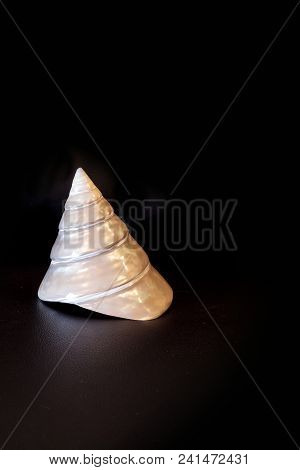 Mother Of Pearl Conical Pyramid Calliostoma Seashell