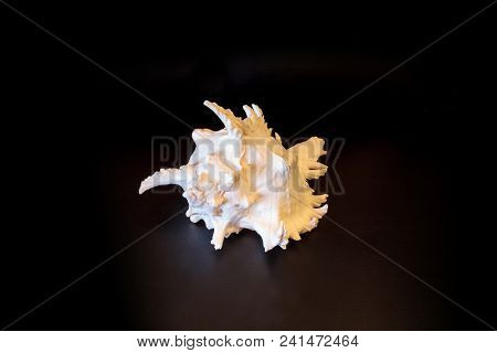 Giant Murex Shell Hexaplex Fulvescens