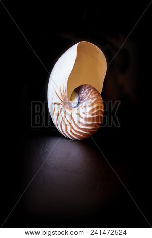 Chambered Nautilus Seashell Nautilus Pompilius Pompilius
