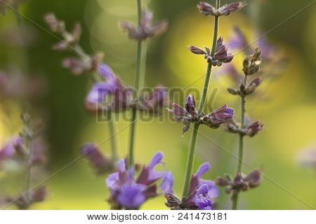 Salvia Officinalis Linna Is A Healing Plant Of The Mummy Family, Spices Used In The Kitchen And Food