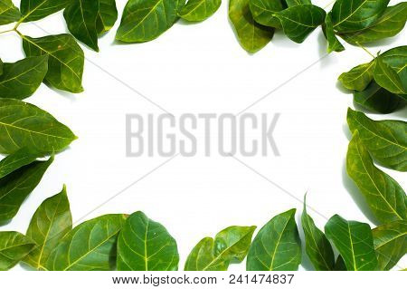 Copy Space Leaves White Background  Archidendron Jiringa (jack) I.c. Nielsen. Creative