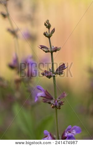 Salvia Officinalis Linna Is A Healing Plant Of The Mummy Family, Spices Used In The Kitchen And Food