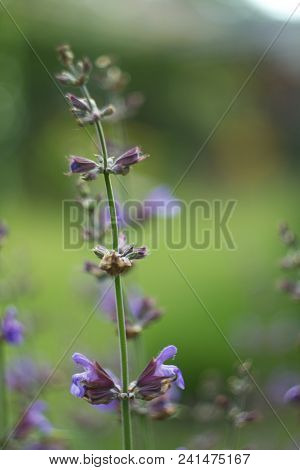 Salvia Officinalis Linna Is A Healing Plant Of The Mummy Family, Spices Used In The Kitchen And Food