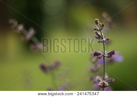 Salvia Officinalis Linna Is A Healing Plant Of The Mummy Family, Spices Used In The Kitchen And Food