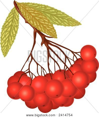 Rowan Berry