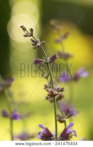 Salvia Officinalis Linna Is A Healing Plant Of The Mummy Family, Spices Used In The Kitchen And Food