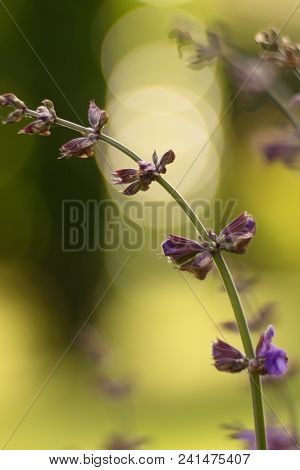 Salvia Officinalis Linna Is A Healing Plant Of The Mummy Family, Spices Used In The Kitchen And Food