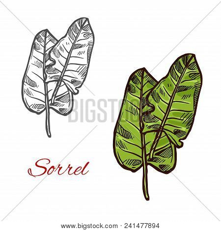 Salad Sorrel Vector Poster. Green Salad As Concept Of Green Vegetarian Food. Leaves Of Sorrel Salad 