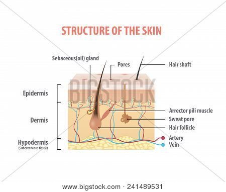 Structure Of The Skin Illustration Vector On White Background. Beauty Concept.