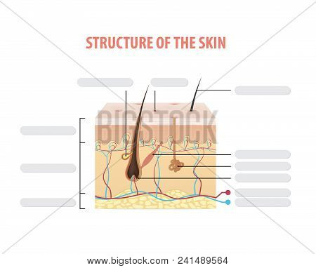 Structure Of The Skin Illustration Vector On White Background. Beauty Concept.