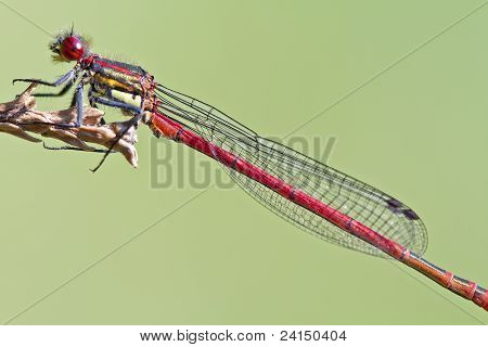 Rote Libelle hautnah