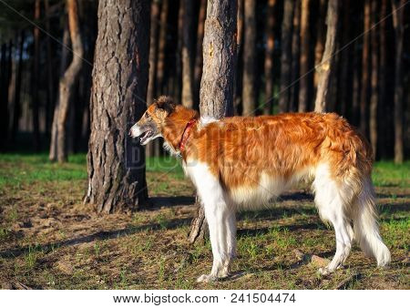 Russian Wolfhound Dog, Borzoi In The Forest. One Of The Fastest Hunting Dogs In The World.