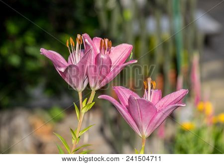 Close-up Of Pink Liles Flowers.  Common Names For Species In This Genus Include Fairy Lily Rainflowe