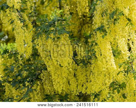Full Frame Of A Laburnum Tree In The Garden In Spring