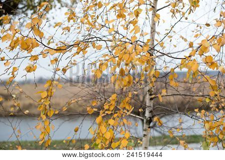 Autumn Birches In The Morning By The River. Birch With Golden Yellow Foliage.