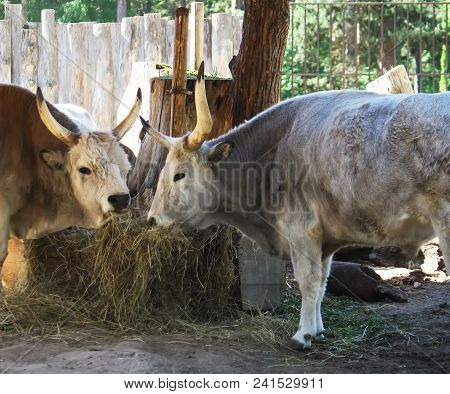 Hungarian Steppe Cattle Eating Dry Hay In Feeder. Rare European Breed Of Cattle With Horns.