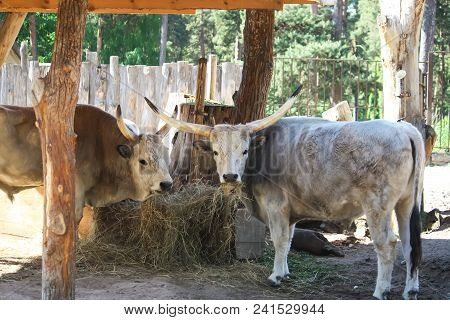 Hungarian Steppe Cattle Eating Dry Hay In Feeder. Rare European Breed Of Cattle With Horns.