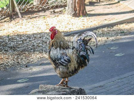 Colorful Rooster Or Cock In The Farm Yard Outdoors.