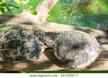 Teo Water Turtles In Row Sitting On A Wood Log.