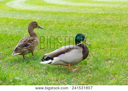 Two Duck Mallards Male Snd Female On Green Grass
