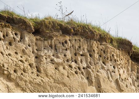 A Colony Of Bird Holes In A Snadstone Cliff At The Beach Near Baltic Sea. Bird Nesting Place.