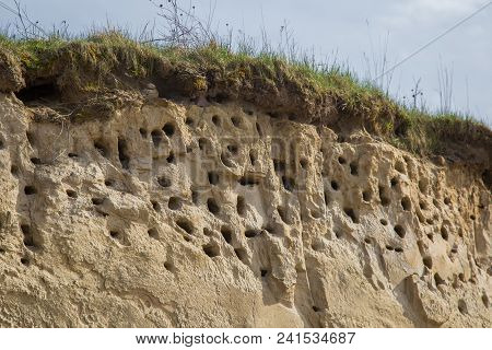A Colony Of Bird Holes In A Snadstone Cliff At The Beach Near Baltic Sea. Bird Nesting Place.