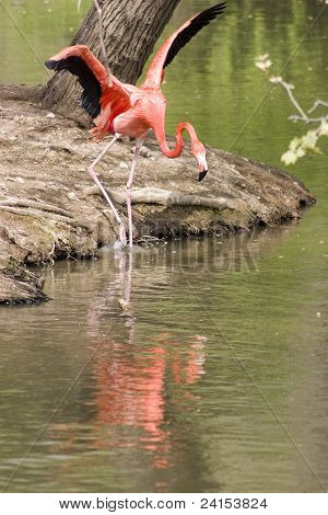 Flamingo