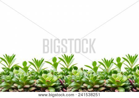 Small Tree Green Leaf Background Add Cilpping Path