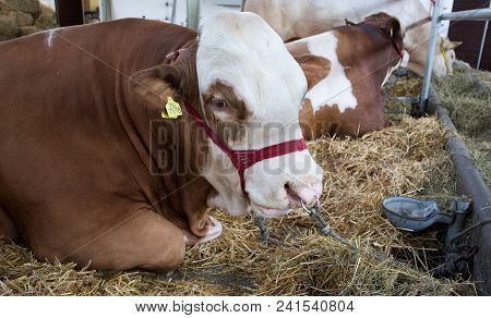 Simmental Cattle In Stable