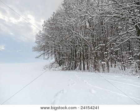 Winter Wald detail