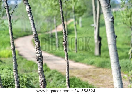 Lot Of Trees In Greean Forest With Sand Road.