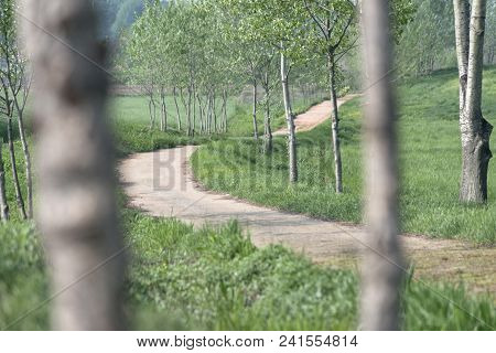 Lot Of Trees In Greean Forest With Sand Road.