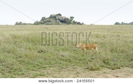 African aslan