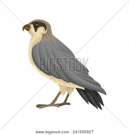 Detailed Icon Of Egyptian Falcon. Predatory Bird With Long Gray-black Pointed Wings And Notched Beak