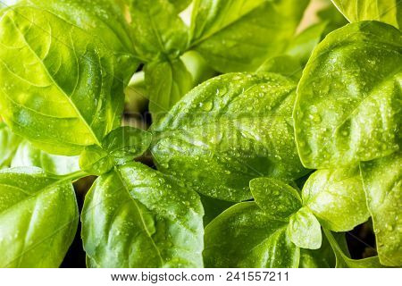 Fresh Basil On A Dark Background. Green Basil. Green Basil On A Dark Background. Food Background.