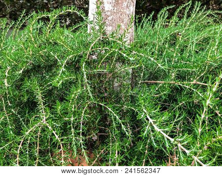 Green Bushes Are Growing Near The Tree In Park In The City. Rishon Lezion, Israel. Close Up Shot